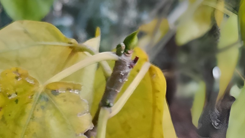 イヌビワの芽 横浜市瀬谷区長屋門公園
