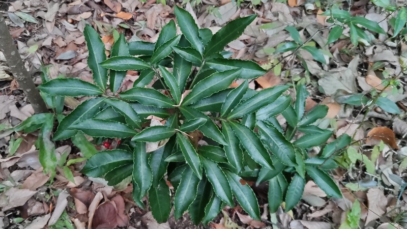 マンリョウ 横浜市瀬谷区長屋門公園