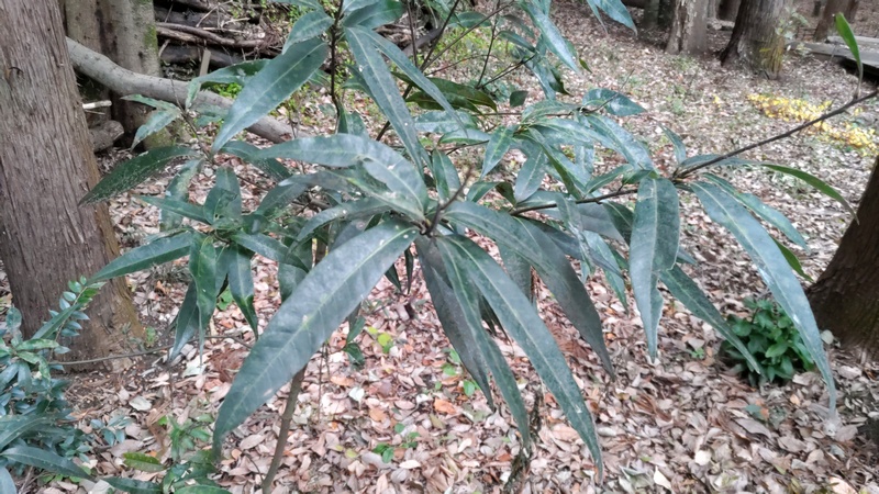 ツクバネガシ？ 横浜市瀬谷区長屋門公園