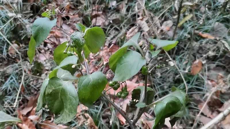 イヌホオズキ 横浜市瀬谷区長屋門公園