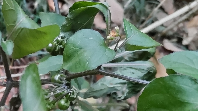 イヌホオズキ 横浜市瀬谷区長屋門公園