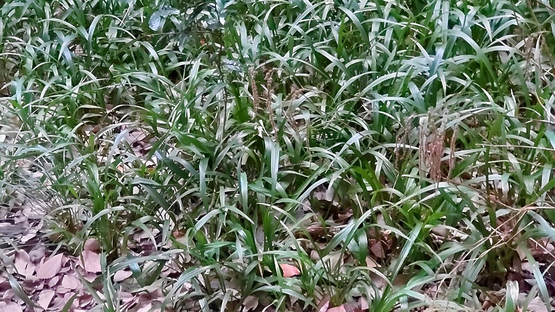 ノシラン 横浜市瀬谷区長屋門公園