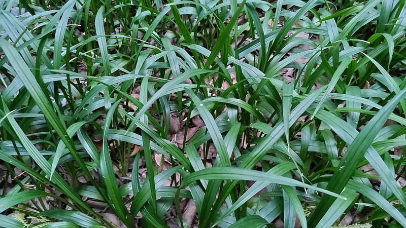 ノシラン 横浜市瀬谷区長屋門公園