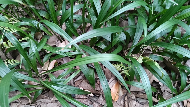 ノシラン 横浜市瀬谷区長屋門公園