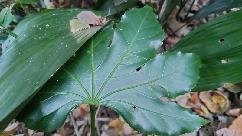 ヤツデ 横浜市瀬谷区長屋門公園