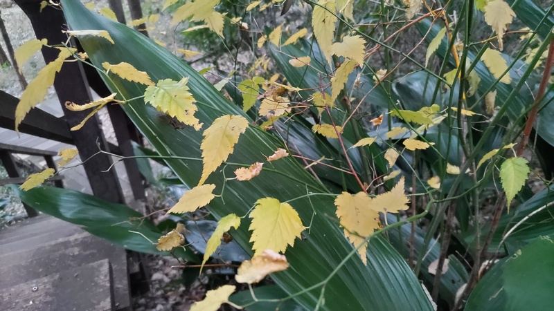 ハラン、ヤマブキ 横浜市瀬谷区長屋門公園