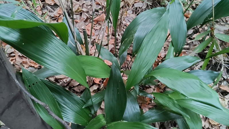 ハラン 横浜市瀬谷区長屋門公園