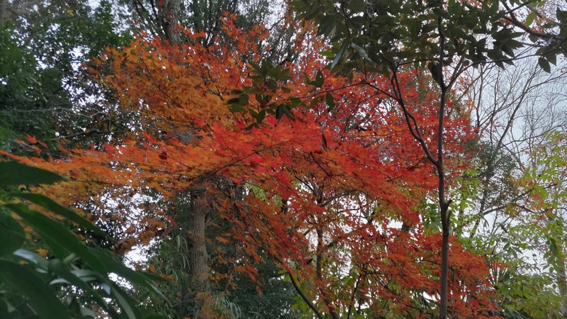 イロハモミジ 横浜市瀬谷区長屋門公園