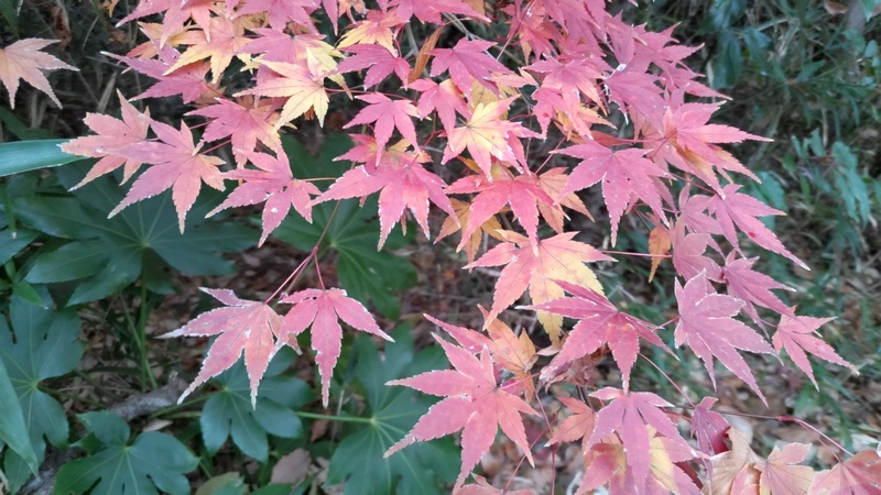 イロハモミジ 横浜市瀬谷区長屋門公園