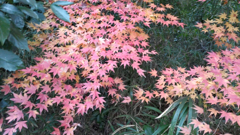 イロハモミジ 横浜市瀬谷区長屋門公園