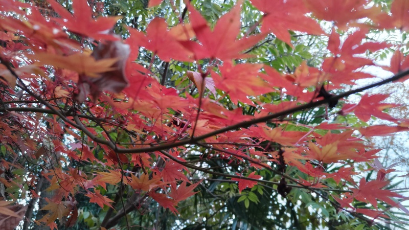 イロハモミジ 横浜市瀬谷区長屋門公園