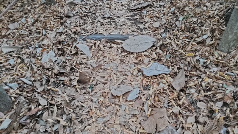 ホオノキの枯葉 横浜市瀬谷区長屋門公園