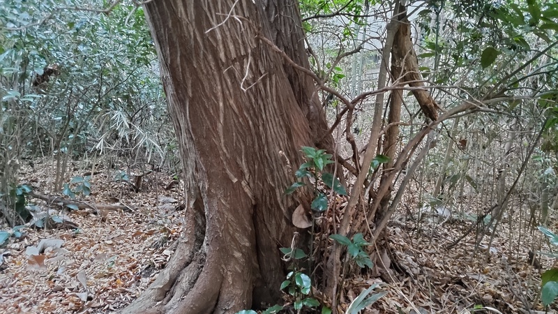 ホオノキ 横浜市瀬谷区長屋門公園