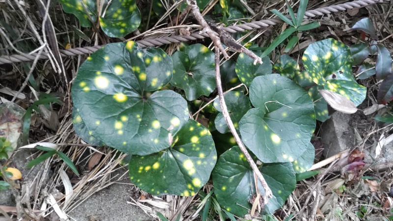 斑入りツワブキ 横浜市瀬谷区長屋門公園