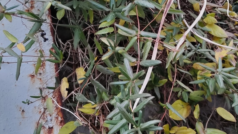 スイカズラの果実 横浜市旭区希望が丘水の森公園