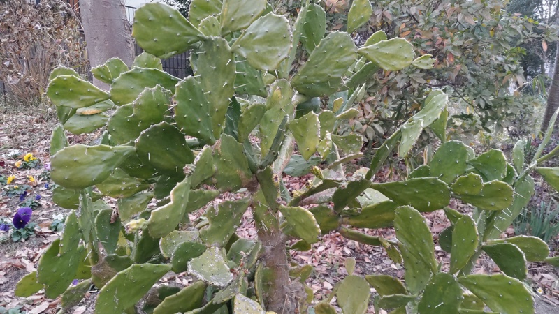ウチワサボテン 横浜市旭区希望が丘水の森公園