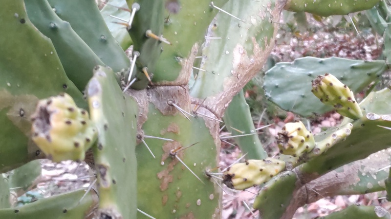 ウチワサボテン 横浜市旭区希望が丘水の森公園