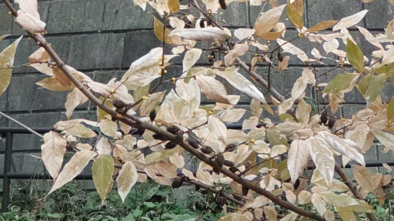 ロウバイの蕾と果実 横浜市旭区希望が丘水の森公園