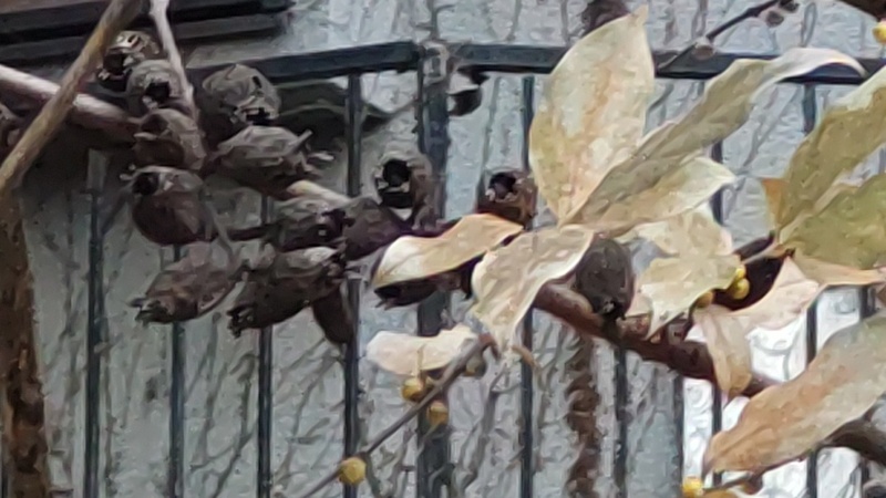 ロウバイの蕾と果実 横浜市旭区希望が丘水の森公園