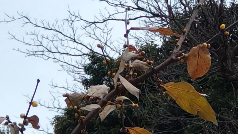 ロウバイの蕾 横浜市旭区希望が丘水の森公園