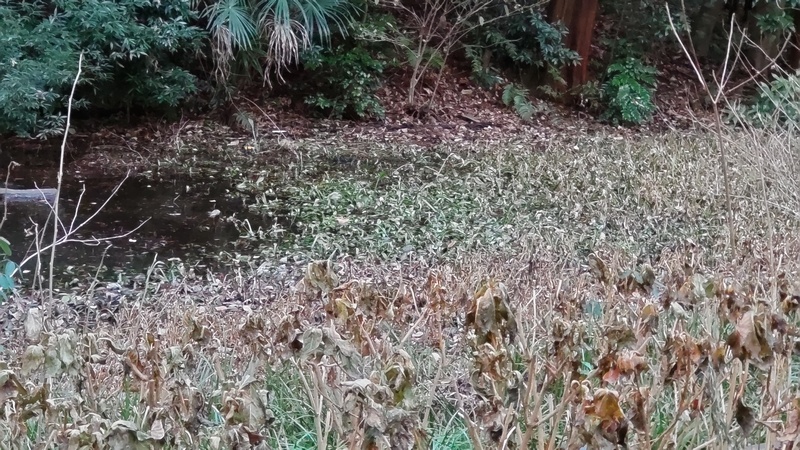 湧水池 横浜市旭区希望が丘水の森公園
