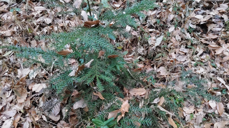 スギの幼木 横浜市旭区希望が丘水の森公園