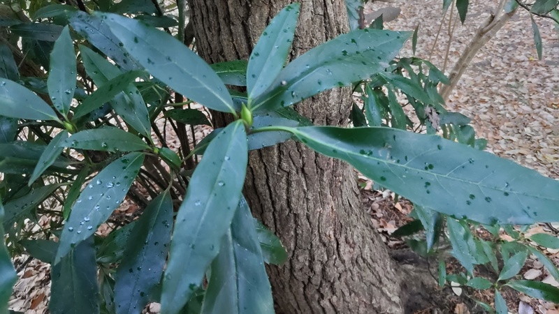 ツクバネガシ？ 横浜市旭区希望が丘水の森公園