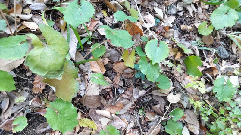 フキ 横浜市旭区希望が丘水の森公園