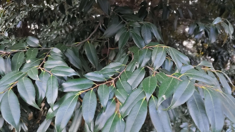 スダジイ 横浜市旭区希望が丘ふれあいの森公園