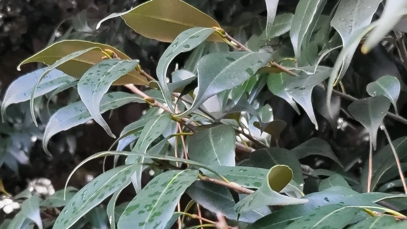 スダジイの芽 横浜市旭区希望が丘ふれあいの森公園