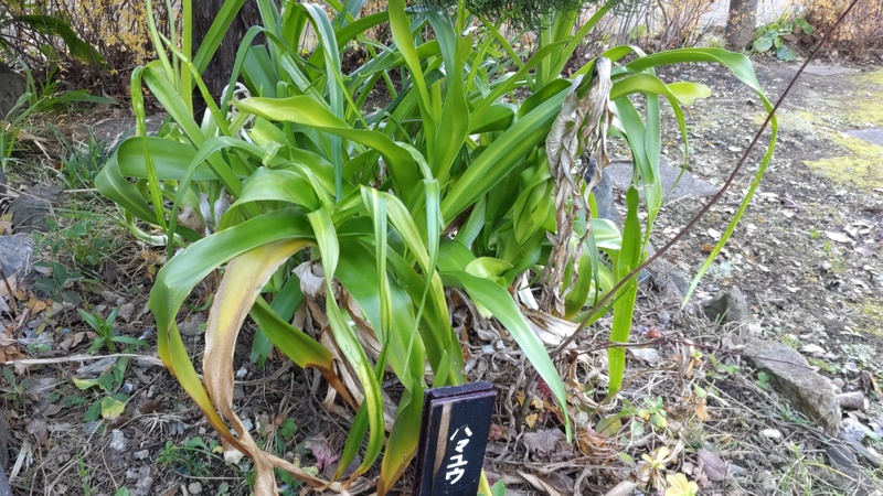 アフリカハマユウ 東京都大田区平和島公園