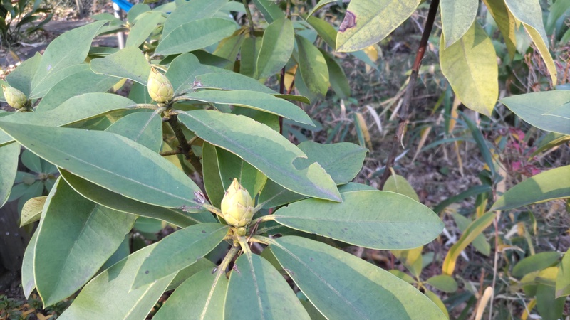 シャクナゲの芽 東京都大田区平和島公園