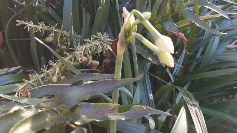 スイセンの蕾、ノシランの果実、オニヤブソテツ 東京都大田区平和島公園