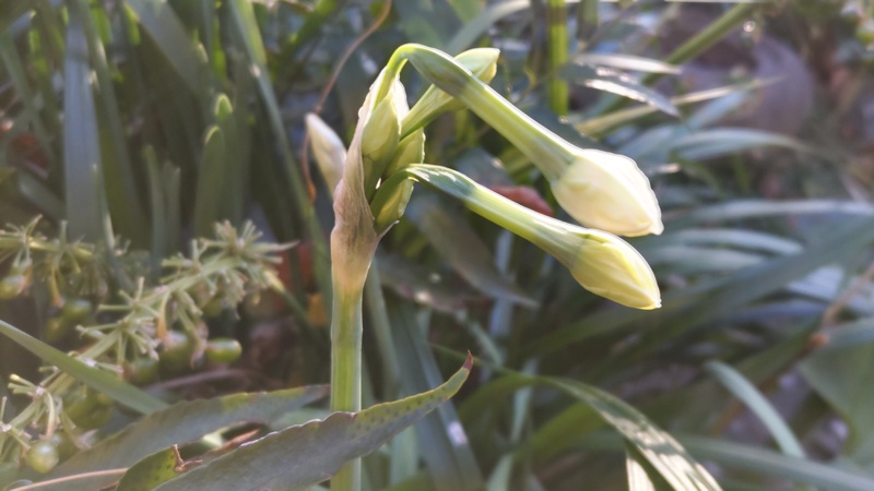 スイセンの蕾 東京都大田区平和島公園