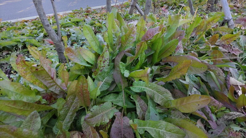 ナガバギシギシ 東京都大田区平和島公園