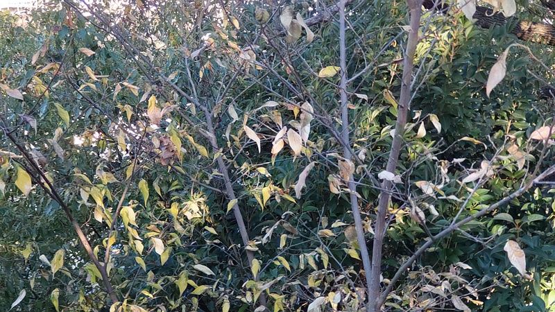 エノキ 東京都大田区平和島公園