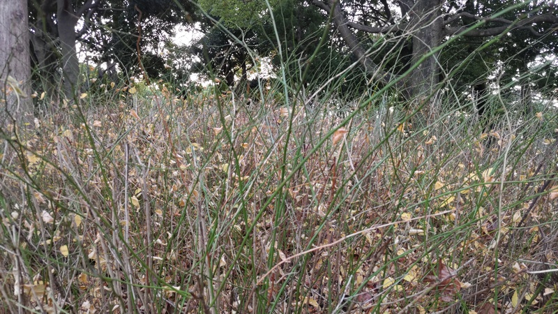 冬のヤマブキ 東京都大田区平和の森公園