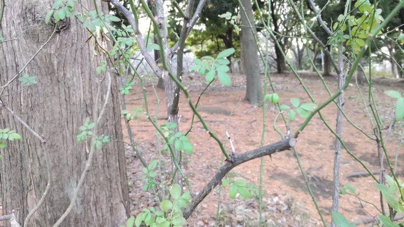 ノイバラ 東京都大田区平和の森公園