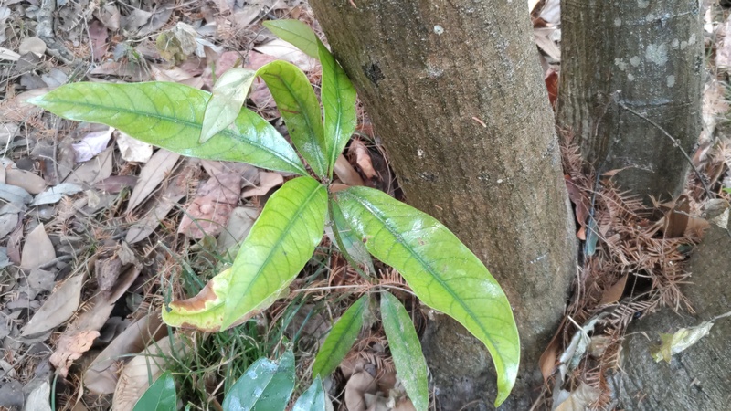 マテバシイの若葉 東京都大田区平和の森公園