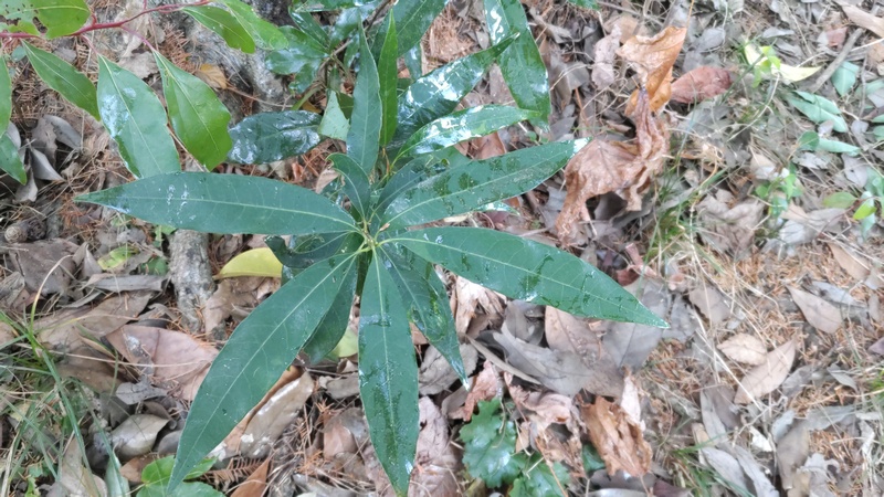 ツクバネガシ？ 東京都大田区平和の森公園