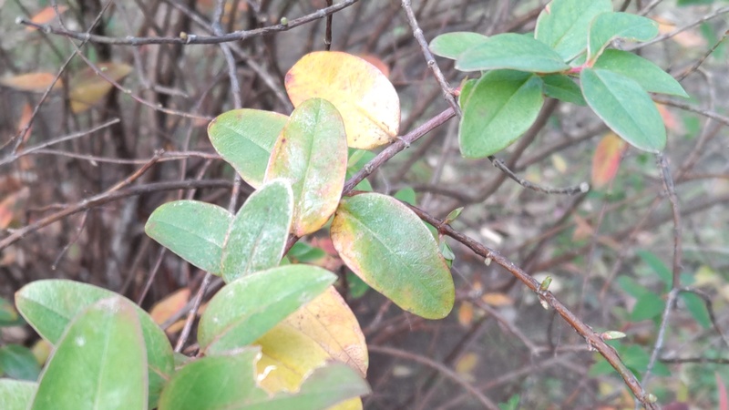 キンシバイの芽 東京都大田区平和の森公園