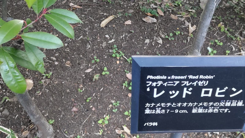 レッドロビンの名札 東京都大田区平和の森公園