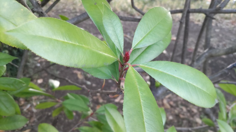 カナメモチの芽 東京都大田区平和の森公園