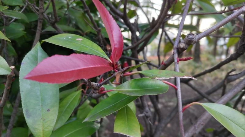 カナメモチの若葉と芽 東京都大田区平和の森公園