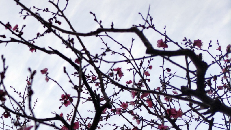 ウメの花 東京都大田区平和の森公園