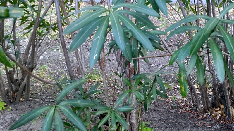 キョウチクトウ 東京都大田区平和の森公園