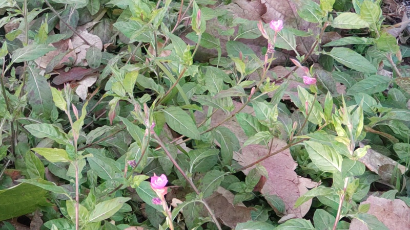 ユウゲショウの花 東京都大田区平和島公園