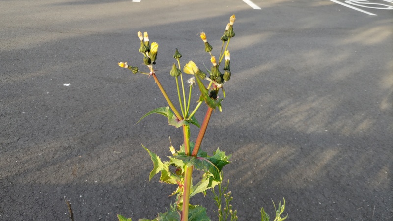 ノゲシの花 東京都大田区平和島公園