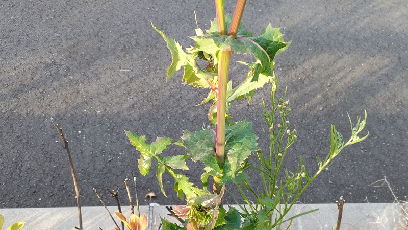 ノゲシの花 東京都大田区平和島公園