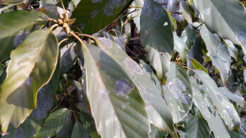 アラカシの芽 東京都大田区平和島